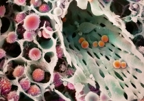 免疫細胞の画像